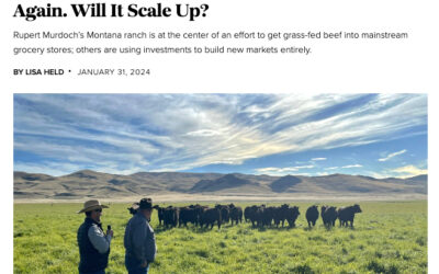 Investment Is Flowing to US Grass-fed Beef Again. Will It Scale Up?